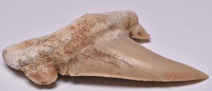 FOSSIL SHARK TOOTH OTODUS OBLIQUIS F557