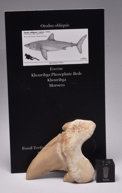 FOSSIL SHARK TOOTH OTODUS OBLIQUIS F557