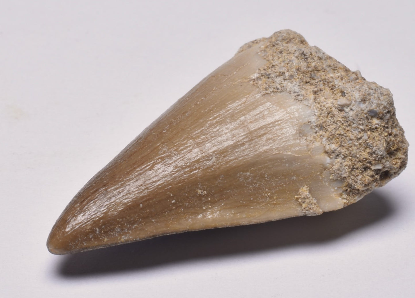 MOSASAURUS ANCEPS TOOTH FOSSIL, F599