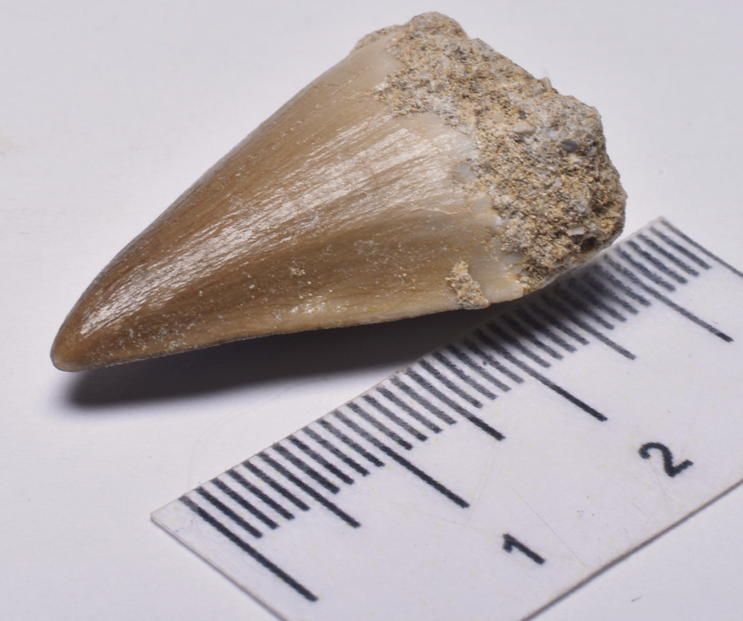 MOSASAURUS ANCEPS TOOTH FOSSIL, F599