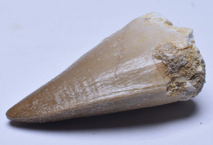 MOSASAURUS ANCEPS TOOTH FOSSIL, F599