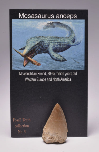 MOSASAURUS ANCEPS TOOTH FOSSIL, F599