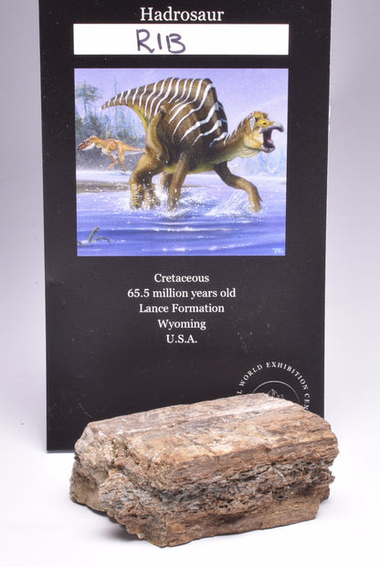 HADROSAUR DINOSAUR RIB BONE FOSSIL F616