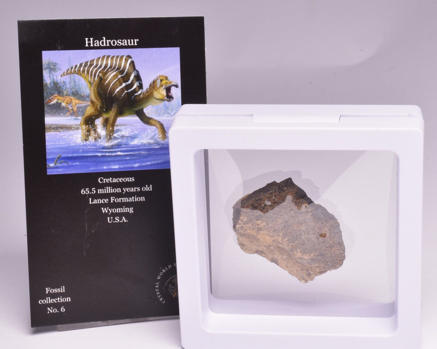 HADROSAUR DINOSAUR  BONE FOSSIL F617