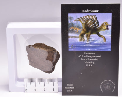 HADROSAUR DINOSAUR BONE FOSSIL F618