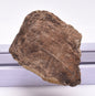 HADROSAUR DINOSAUR BONE FOSSIL F618