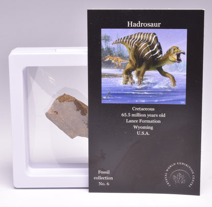 HADROSAUR DINOSAUR BONE FOSSIL F619