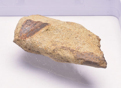 HADROSAUR DINOSAUR BONE FOSSIL F619