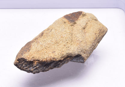 HADROSAUR DINOSAUR BONE FOSSIL F619