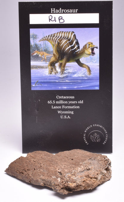 HADROSAUR DINOSAUR BONE FOSSIL F620