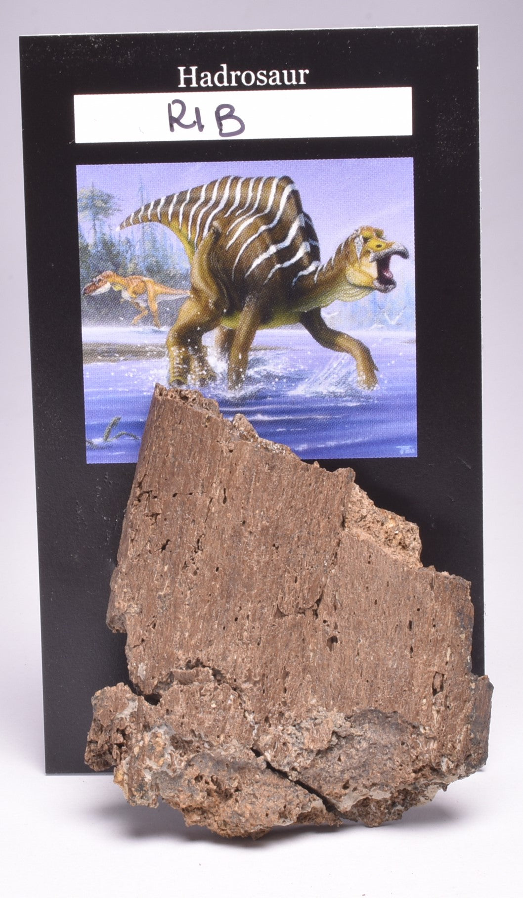 HADROSAUR DINOSAUR BONE FOSSIL F620