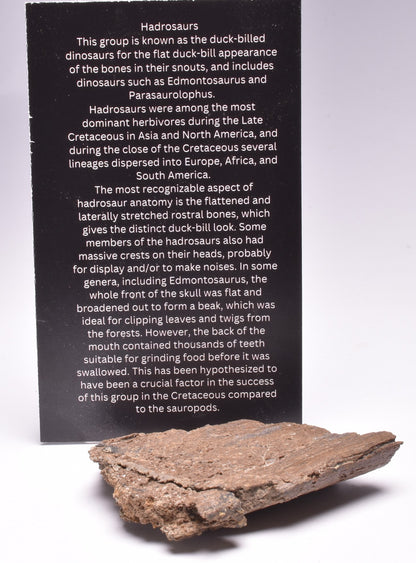 HADROSAUR DINOSAUR BONE FOSSIL F620