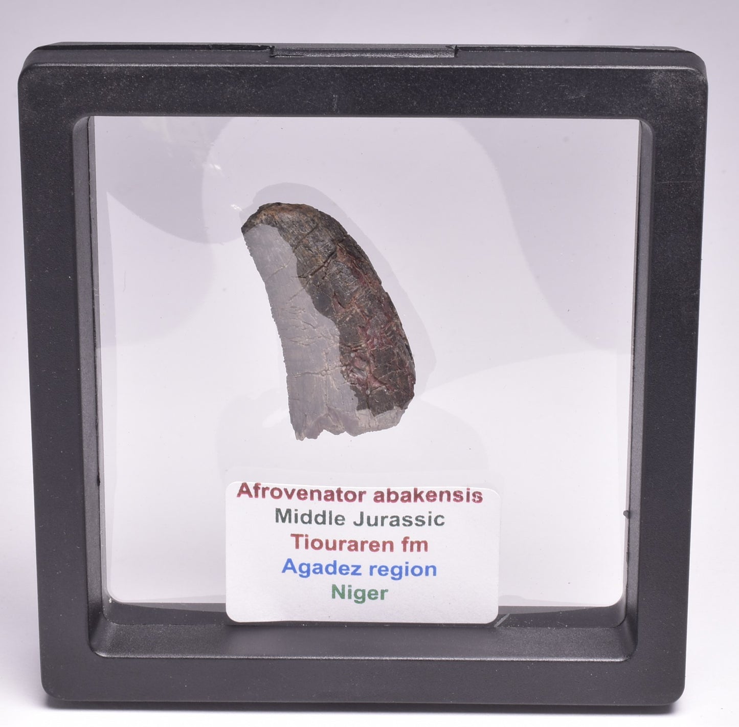 FOSSIL DINOSAUR TOOTH, AFROVENATOR ABAKENSS, NIGER F270