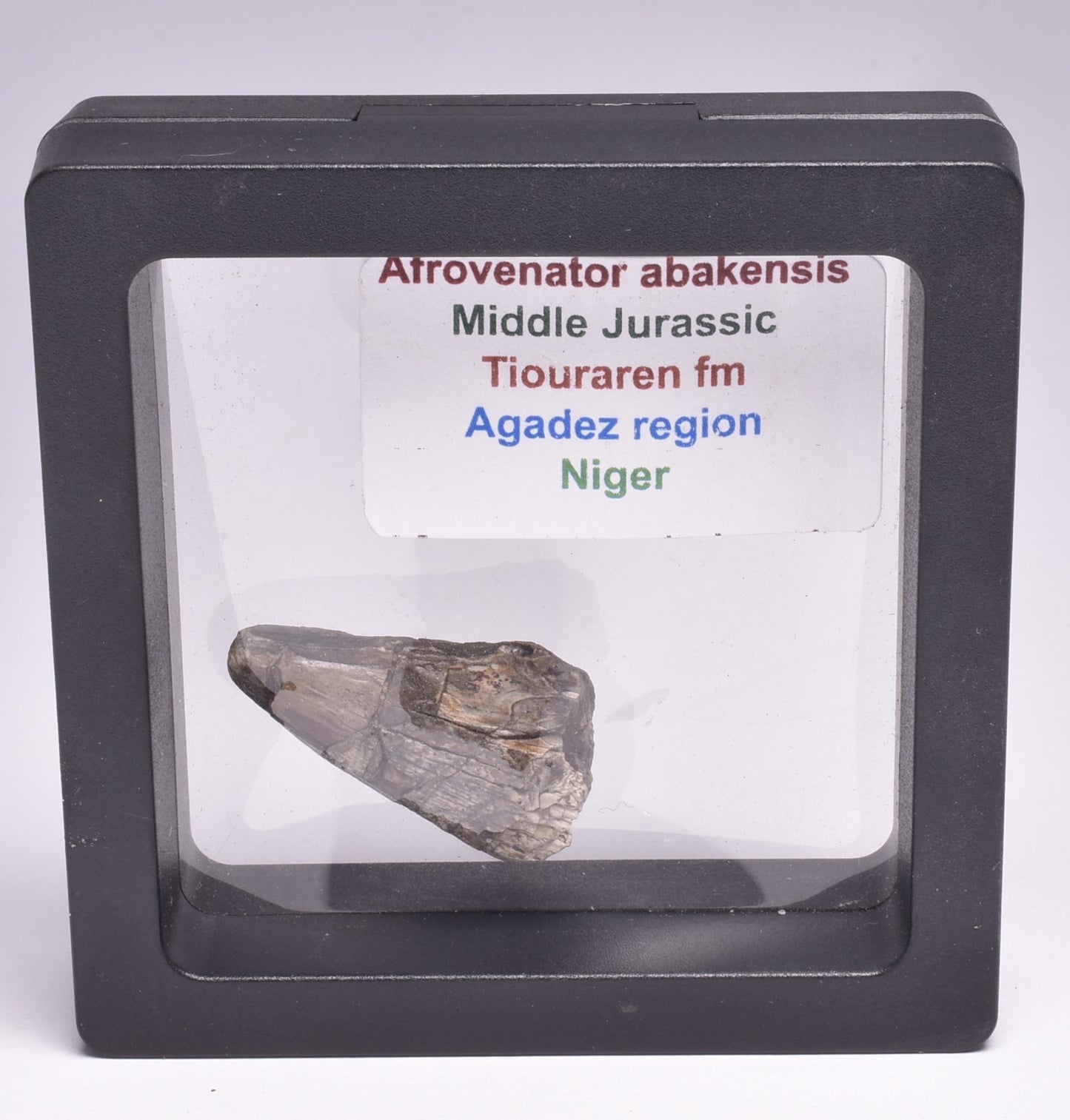 FOSSIL DINOSAUR TOOTH, AFROVENATOR ABAKENSS, NIGER F272