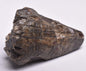 FOSSIL DINOSAUR TOOTH, AFROVENATOR ABAKENSS, NIGER F272