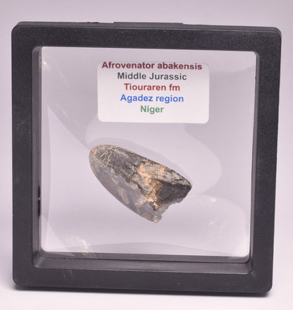 FOSSIL DINOSAUR TOOTH, AFROVENATOR ABAKENSS, NIGER F273