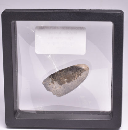 FOSSIL DINOSAUR TOOTH, AFROVENATOR ABAKENSS, NIGER F273