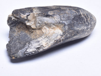 FOSSIL DINOSAUR TOOTH, AFROVENATOR ABAKENSS, NIGER F273