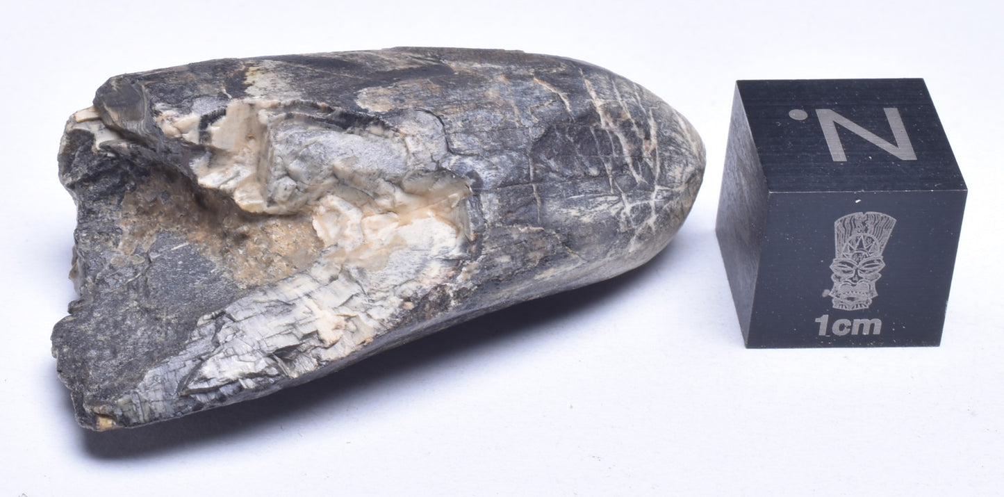 FOSSIL DINOSAUR TOOTH, AFROVENATOR ABAKENSS, NIGER F273