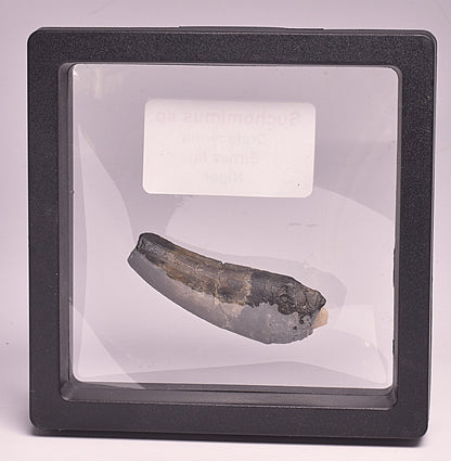 GENUINE FOSSIL DINOSAUR TOOTH, SUCHOMIMUS, CRETACEOUS, NIGER F277