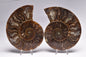 AMMONITE PAIR, CLEONICERAS, MID JURASSIC, TULCAR, MADAGASCAR F136