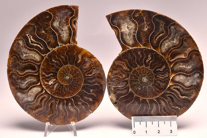 AMMONITE PAIR, CLEONICERAS, MID JURASSIC, TULCAR, MADAGASCAR F136