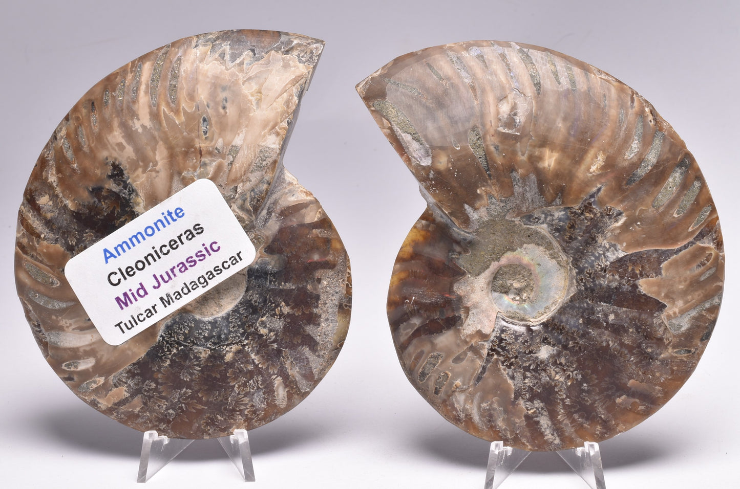 AMMONITE PAIR, CLEONICERAS, MID JURASSIC, TULCAR, MADAGASCAR F136