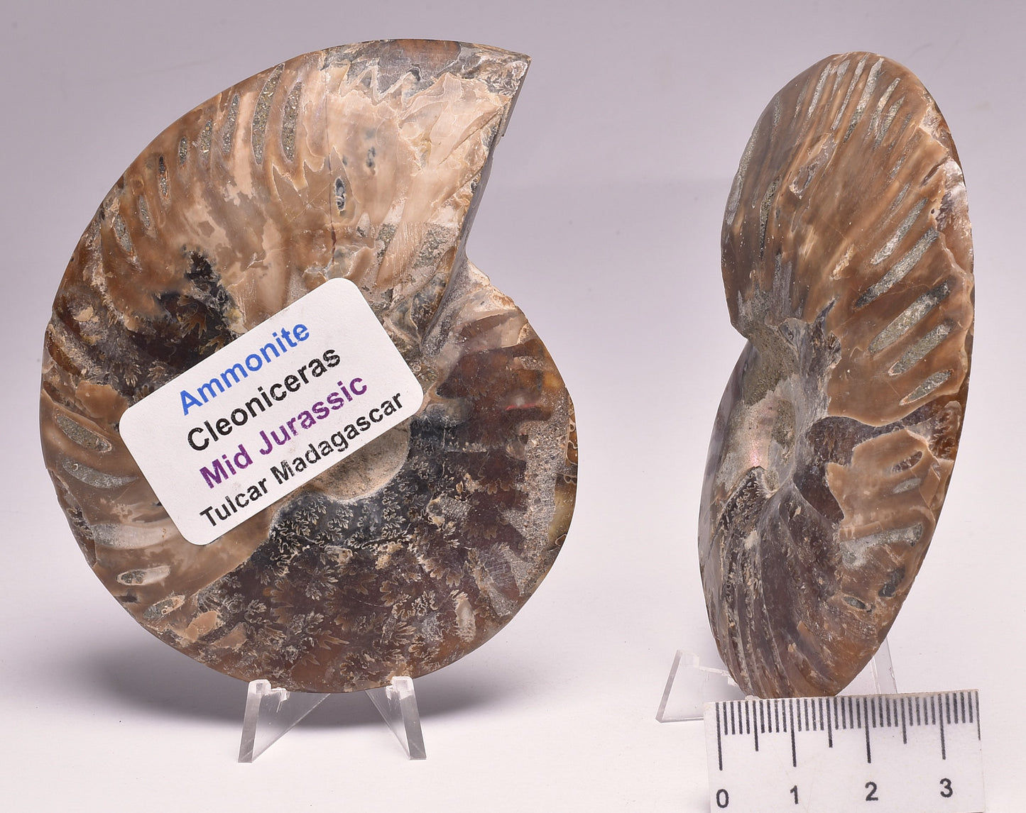 AMMONITE PAIR, CLEONICERAS, MID JURASSIC, TULCAR, MADAGASCAR F136