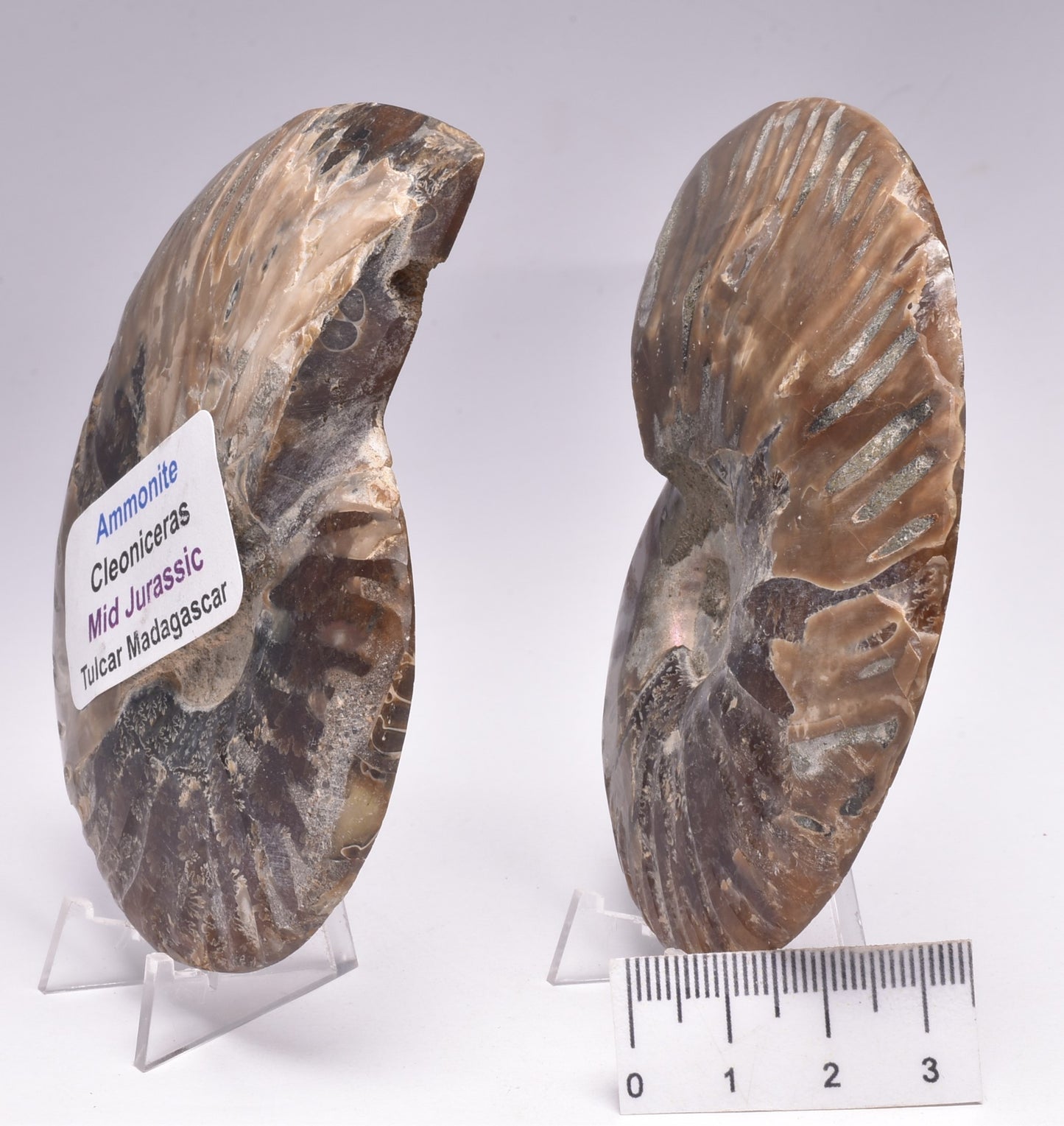 AMMONITE PAIR, CLEONICERAS, MID JURASSIC, TULCAR, MADAGASCAR F136