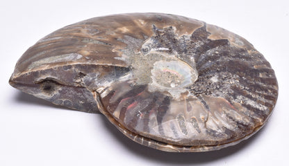 AMMONITE PAIR, CLEONICERAS, MID JURASSIC, TULCAR, MADAGASCAR F136