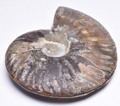 AMMONITE PAIR, CLEONICERAS, MID JURASSIC, TULCAR, MADAGASCAR F136