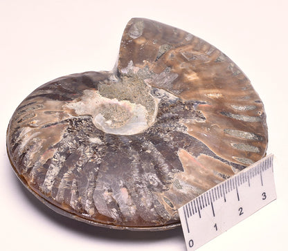 AMMONITE PAIR, CLEONICERAS, MID JURASSIC, TULCAR, MADAGASCAR F136