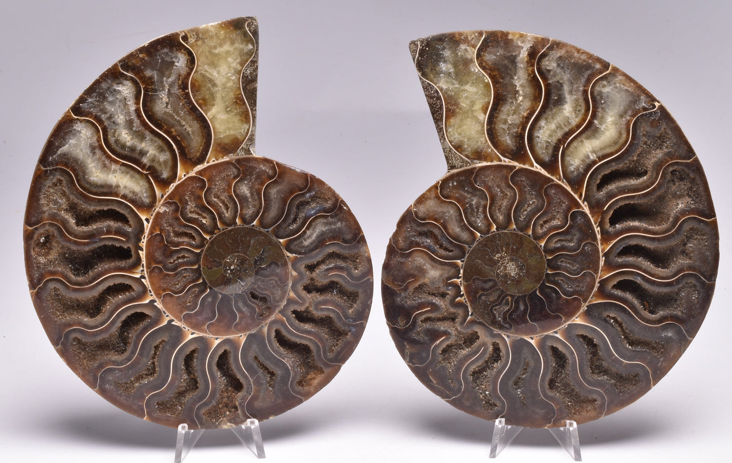 AMMONITE PAIR, CLEONICERAS, MID JURASSIC, TULCAR, MADAGASCAR F137