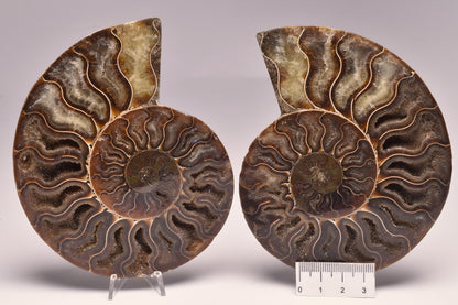 AMMONITE PAIR, CLEONICERAS, MID JURASSIC, TULCAR, MADAGASCAR F137