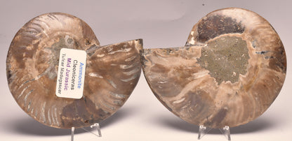 AMMONITE PAIR, CLEONICERAS, MID JURASSIC, TULCAR, MADAGASCAR F137