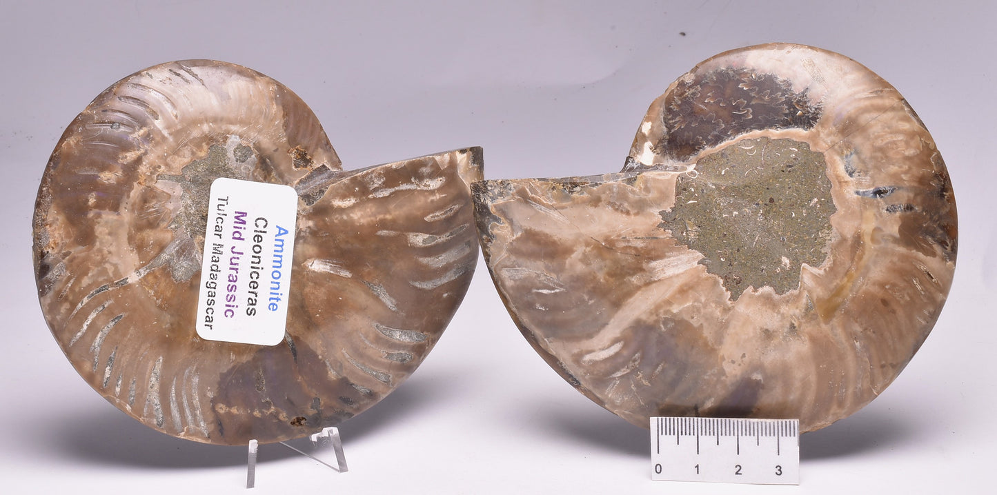 AMMONITE PAIR, CLEONICERAS, MID JURASSIC, TULCAR, MADAGASCAR F137