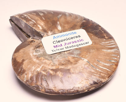 AMMONITE PAIR, CLEONICERAS, MID JURASSIC, TULCAR, MADAGASCAR F137