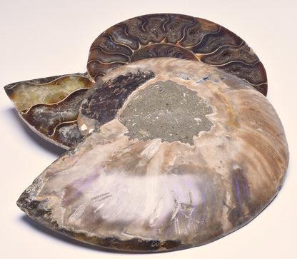 AMMONITE PAIR, CLEONICERAS, MID JURASSIC, TULCAR, MADAGASCAR F137