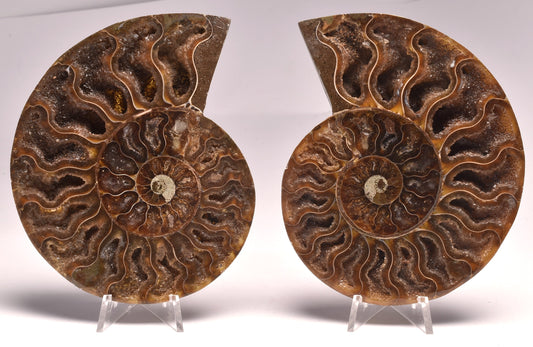 AMMONITE PAIR, CLEONICERAS, MID JURASSIC, TULCAR, MADAGASCAR F138