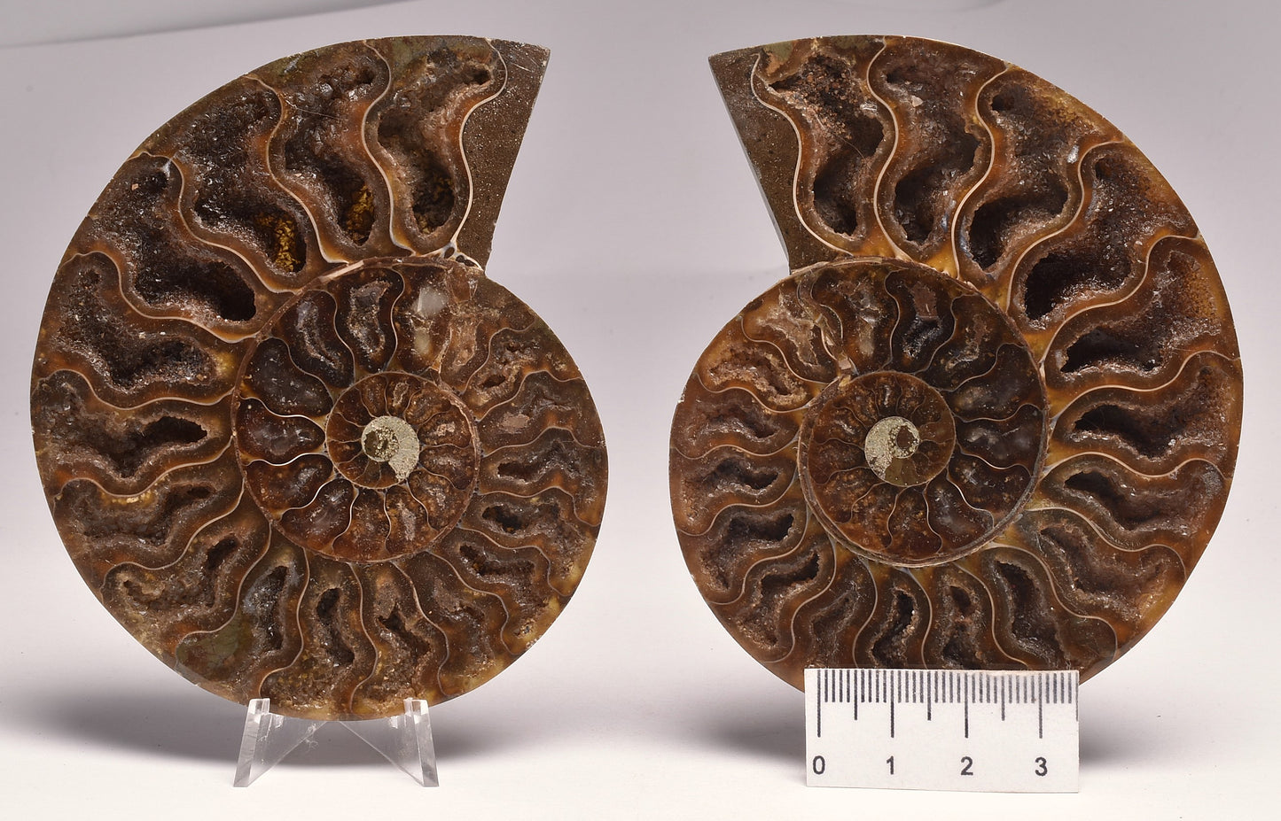 AMMONITE PAIR, CLEONICERAS, MID JURASSIC, TULCAR, MADAGASCAR F138