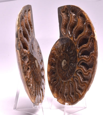 AMMONITE PAIR, CLEONICERAS, MID JURASSIC, TULCAR, MADAGASCAR F138