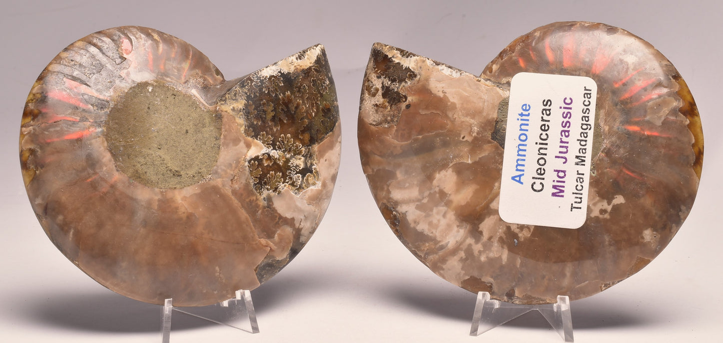 AMMONITE PAIR, CLEONICERAS, MID JURASSIC, TULCAR, MADAGASCAR F138