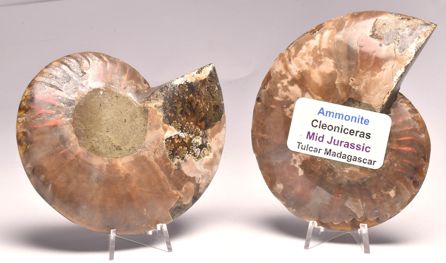 AMMONITE PAIR, CLEONICERAS, MID JURASSIC, TULCAR, MADAGASCAR F138