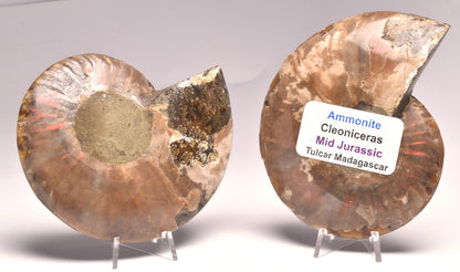 AMMONITE PAIR, CLEONICERAS, MID JURASSIC, TULCAR, MADAGASCAR F138