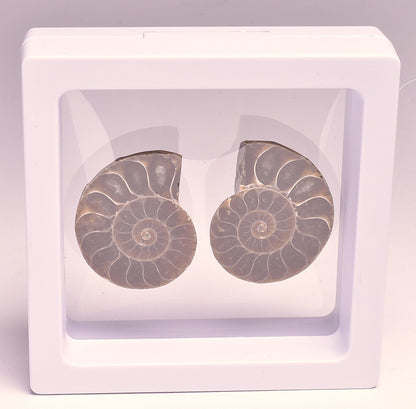 AMMONITE PAIR, CLEONICERAS, MID JURASSIC, TULCAR, MADAGASCAR F139