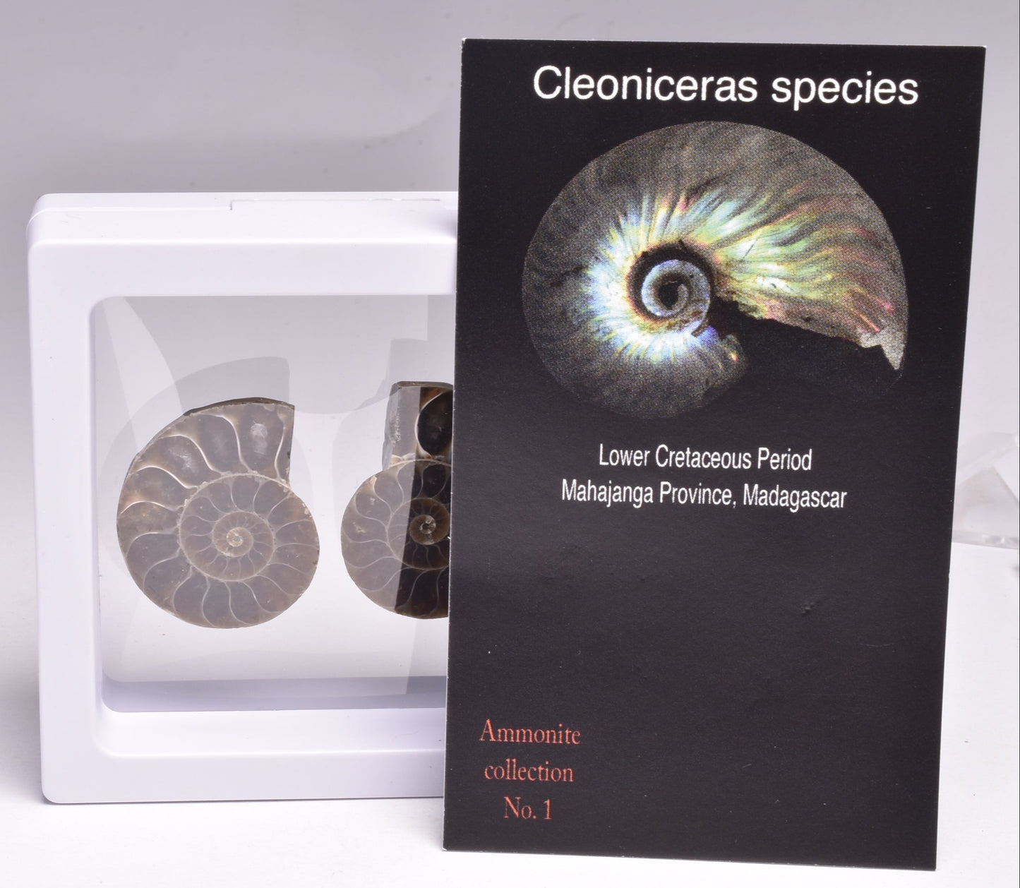 AMMONITE PAIR, CLEONICERAS, MID JURASSIC, TULCAR, MADAGASCAR F139