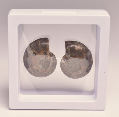 AMMONITE PAIR, CLEONICERAS, MID JURASSIC, TULCAR, MADAGASCAR F139