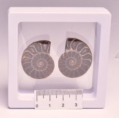 AMMONITE PAIR, CLEONICERAS, MID JURASSIC, TULCAR, MADAGASCAR F139