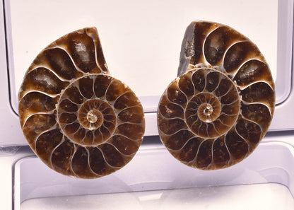 AMMONITE PAIR, CLEONICERAS, MID JURASSIC, TULCAR, MADAGASCAR F139