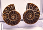 AMMONITE PAIR, CLEONICERAS, MID JURASSIC, TULCAR, MADAGASCAR F139